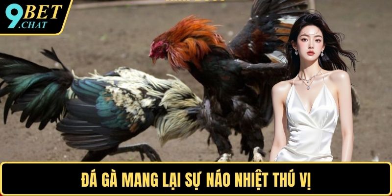 Đá gà mang lại sự náo nhiệt thú vị