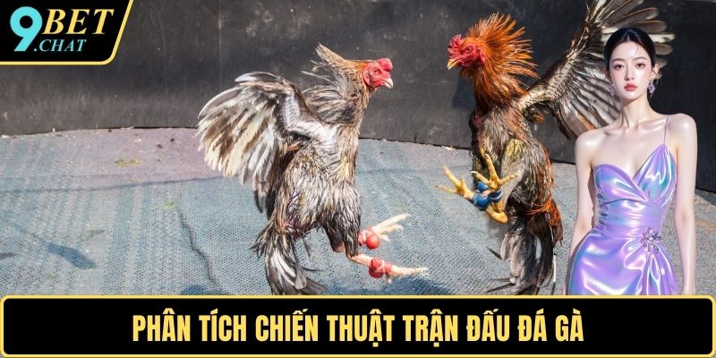 Phân tích chiến thuật trận đấu đá gà